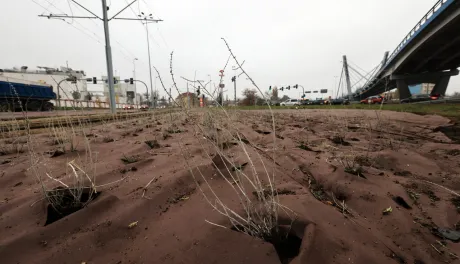 Nasadzenia przy Placu Daszyńskiego, listopad 2024
