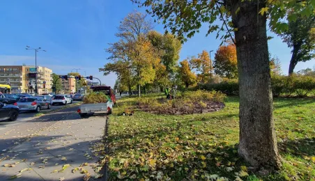 Nasadzenia krzewów tawuły przy Czerwonej Drodze