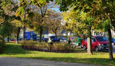 Nasadzenia krzewów tawuły przy Czerwonej Drodze