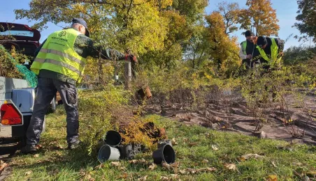 Nasadzenia krzewów tawuły przy Czerwonej Drodze