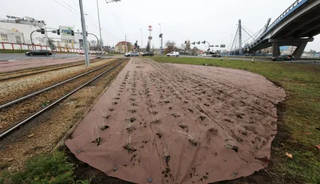 Nasadzenia przy Placu Daszyńskiego, listopad 2024