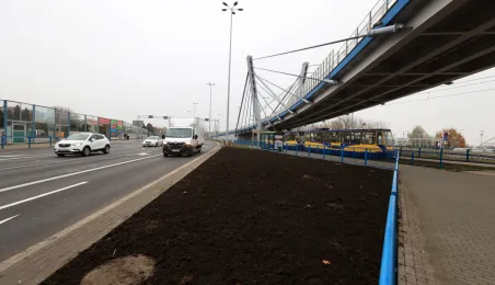 Nasadzenia przy Placu Daszyńskiego, listopad 2024