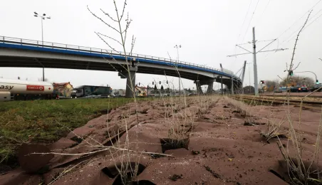 Nasadzenia przy Placu Daszyńskiego, listopad 2024