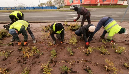 Nasadzenia przy Placu Daszyńskiego, listopad 2024