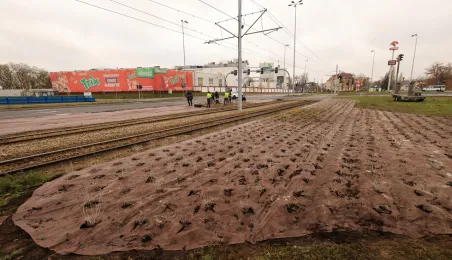 Nasadzenia przy Placu Daszyńskiego, listopad 2024