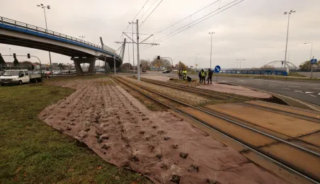 Nasadzenia przy Placu Daszyńskiego, listopad 2024