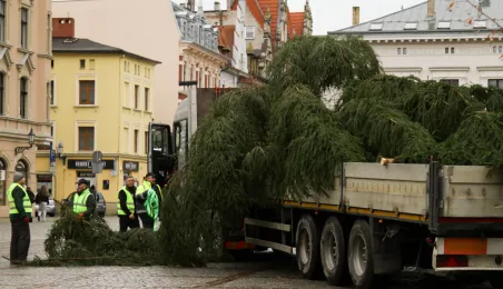 Montaż choinki bożonarodzeniowej, 29.11.2024 r.