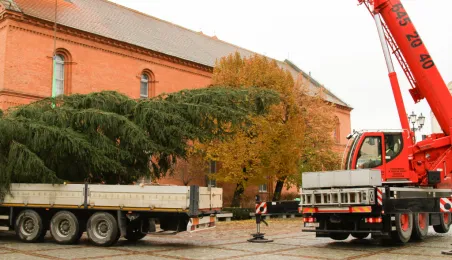 Montaż choinki bożonarodzeniowej, 29.11.2024 r.