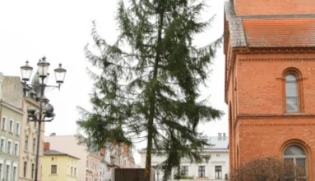 Montaż choinki bożonarodzeniowej, 29.11.2024 r.