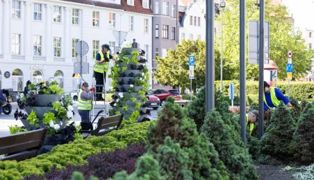 Nasadzenia kwiatów, 27.05.2025 r.