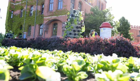 Nasadzenia kwiatów, 27.05.2025 r.