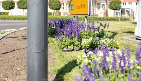 Nasadzenia kwiatów, 27.05.2025 r.