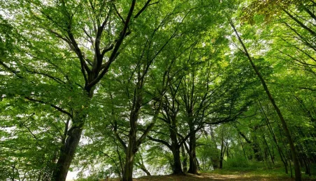 Odsłonięcie tablicy na Kępie Bazarowej