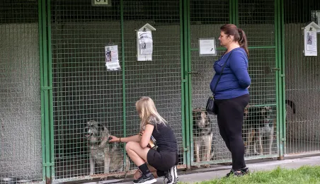 Piknik Przyjaciół Schroniska