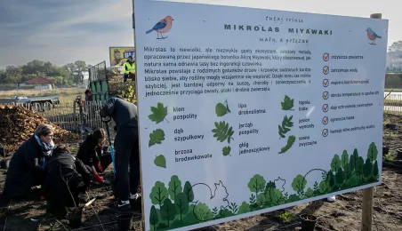 Zasadziliśmy mikrolas na lewobrzeżu