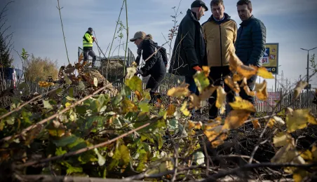 Zasadziliśmy mikrolas na lewobrzeżu