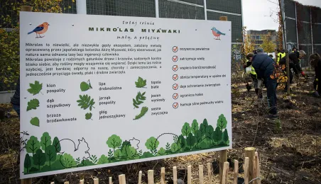Trzeci mikrolas w Toruniu