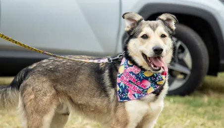 Święconka w kasku – wielkanocna tradycja na dwóch kołach