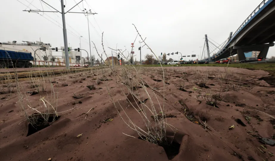Nasadzenia przy Placu Daszyńskiego, listopad 2024