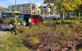 Nasadzenia krzewów tawuły przy Czerwonej Drodze
