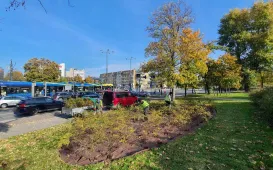 Nasadzenia krzewów tawuły przy Czerwonej Drodze