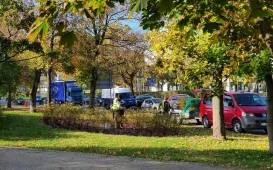 Nasadzenia krzewów tawuły przy Czerwonej Drodze