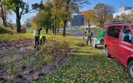 Nasadzenia krzewów tawuły przy Czerwonej Drodze