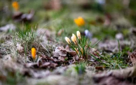 Wiosna na toruńskiej Starówce 