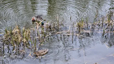 Zwierzęta w mieście jesienią i zimą