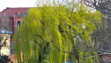 Uwaga na silny wiatr