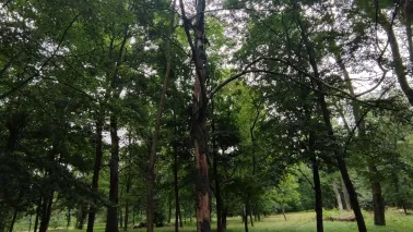 Ze względów bezpieczeństwa rozpoczęto pierwszy etap interwencyjnej wycinki drzew w Parku Tysiąclecia. 