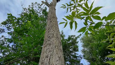 W I kwartale 2026 roku rozpoczną się prace związane z interwencyjną wycinką drzew obumarłych, nierokujących szans na przeżycie i zagrażających bezpieczeństwu ludzi i mienia znajdujących się w pasach drogowych oraz na terenach zieleni w Toruniu.