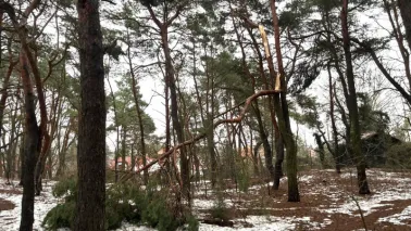 Zabiegi pielęgnacyjne na terenach leśnych