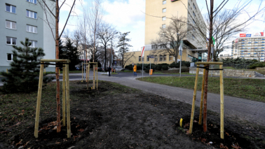 Na zdjęciu: posadzone drzewa i gleba w okolicach Placu Rapackiego