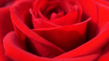 zdjęcie czerwonej róży