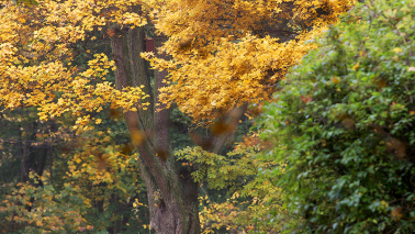 Przebarwione żółto drzewa w Parku Tysiąclecia jesienią, fot. Adam Zakrzewski