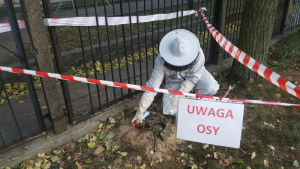 Strażnik miejski z eko patrolu ubrany w biały strój ochronny likwiduje gniazdo os.