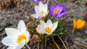 Wiosenne kwiaty, fot. Sławomir Kowalski