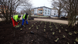 Na zdjęciu: pracownicy firmy zieleniarskiej sadzą rośliny, w tle widac bloki