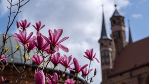 Na zdjęciu: różowo kwitnące drzewo, w tle wieże kościoła Najświętszej Marii Panny