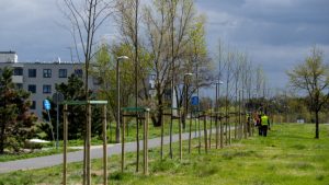 Na zdjęciu: młode drzewka rosną w pasie zieleni przy jezdni
