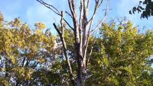 Na zdjęciu: uschnięte drzewo, pozbawione liści, w tle drzewa zielone i błękitne niebo