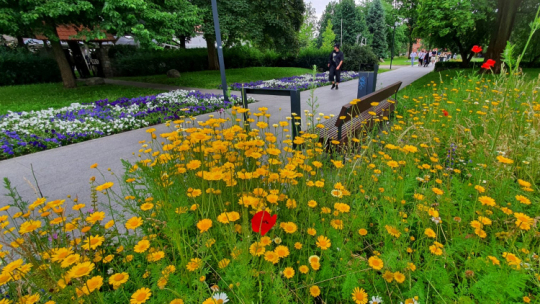 Na zdjęciu: żółte kwiaty rosnące jako łąka kwietna, wśród nich jeden czerwony mak