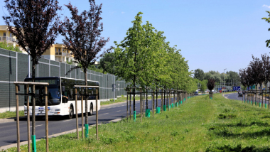 Na zdjęciu: trawa przy Trasie Średnicowej i przejeżdzający obok autobus