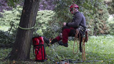 Na zdjęciu: mężczyzna w uprzeży alpinistycznej zaczyna wspinać się po drzewie, żeby wycinac jemiołę