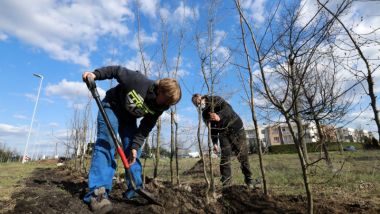 Dwóch pracowników firmy ogrodniczej wkopuje sadzonki drzew na pasie zieleni przy ul. Polnej