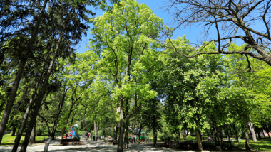 Na zdjęciu: drzewa w parku miejskim