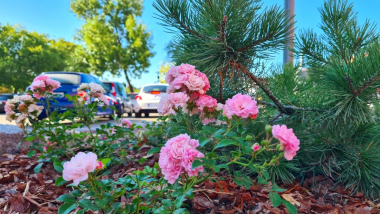 Na zdjęciu różowe kwiaty, w tle samochody