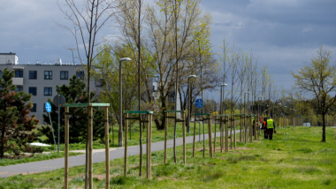 Na zdjęciu: młode drzewka rosną w pasie zieleni przy jezdni
