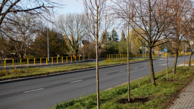Na zdjęciu: młode drzewa posadzone wzdłuż jezdni